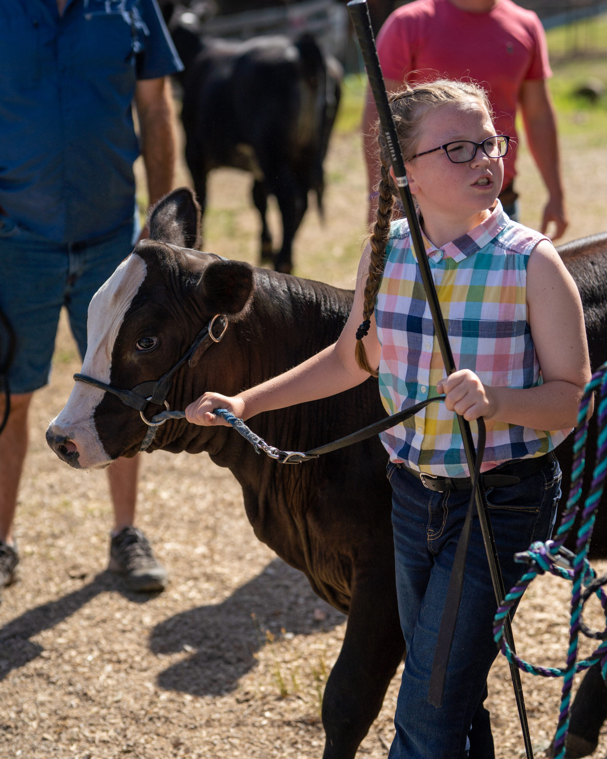 Young girl walking with a cow for FFA