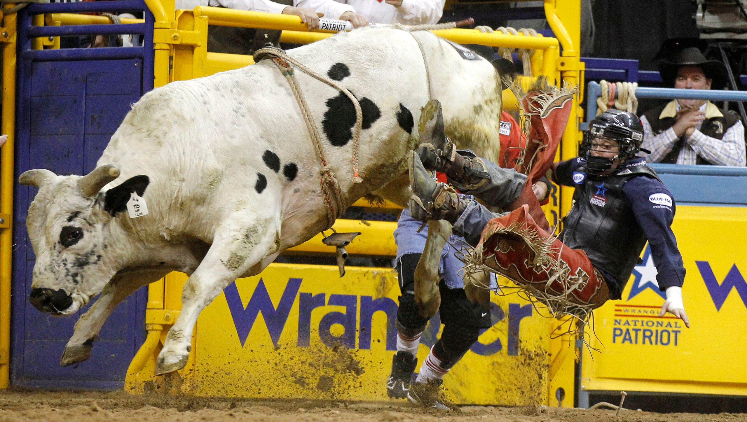 Man falling off a bull in a bull riding competition